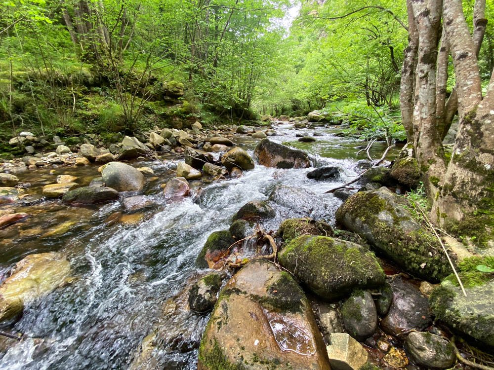 Río de montaña con abundante vegetación