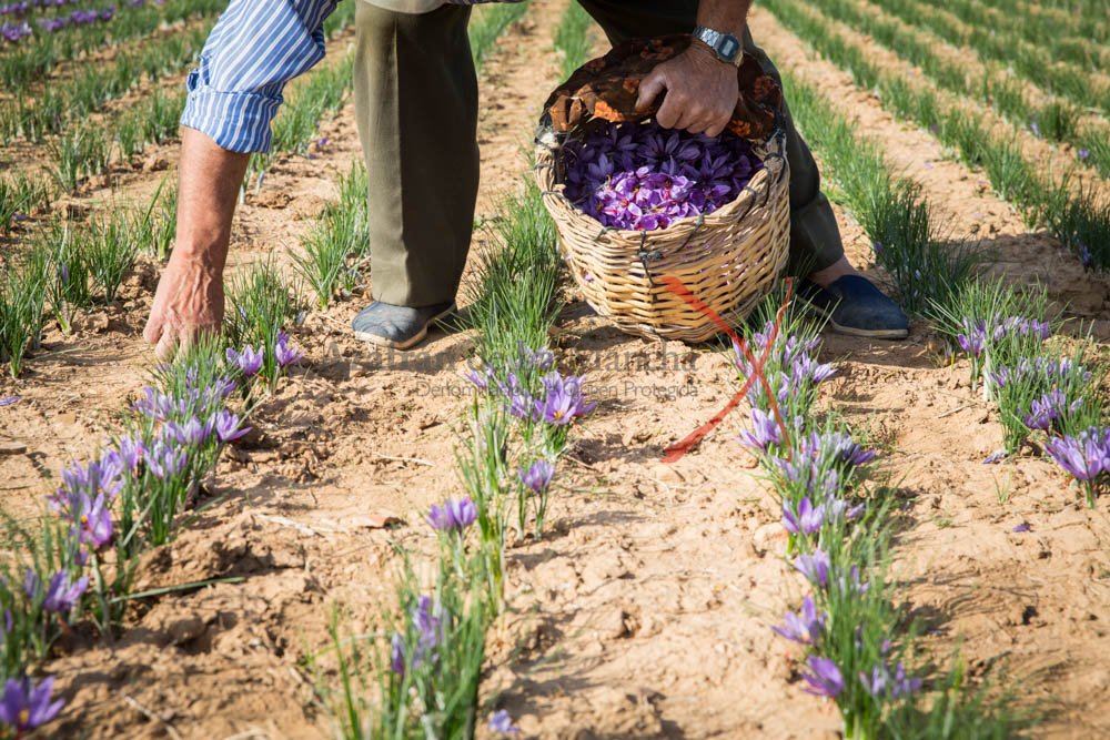 man harvesting the saffron flowers